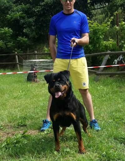 Nikla rottweiler femmina