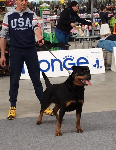 Nikla rottweiler femmina