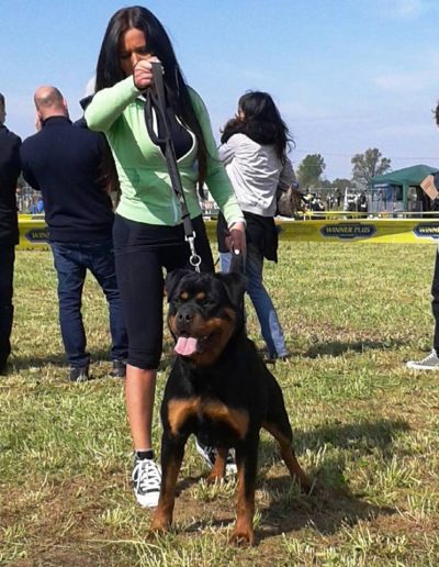 Nikla rottweiler femmina
