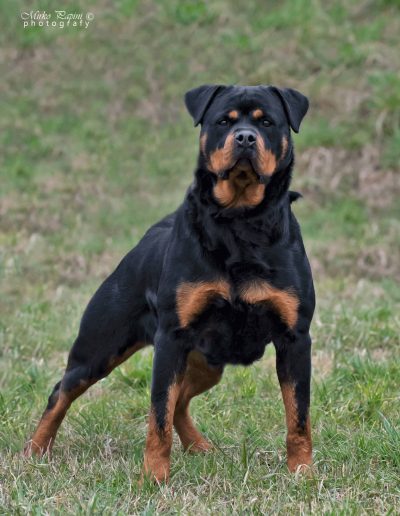 Nikla rottweiler femmina