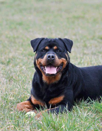 Nikla rottweiler femmina