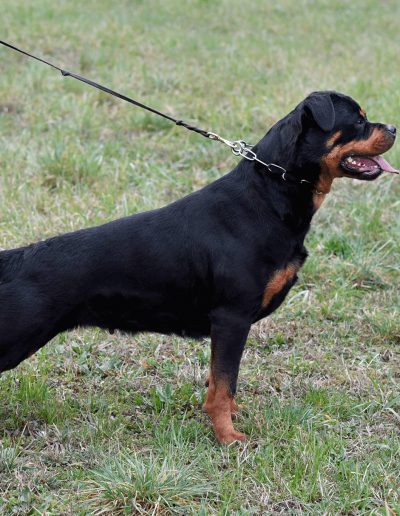 Nikla rottweiler femmina
