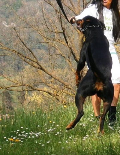 rottweiler - Allevamento Von der alter ego rott