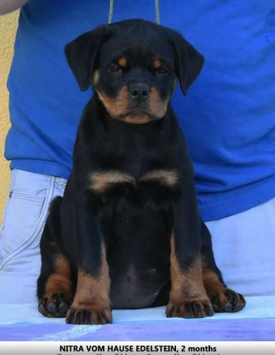 Nitra cucciolo rottweiler