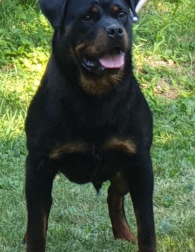 Nitra rottweiler femmina