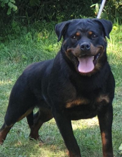Nitra rottweiler femmina