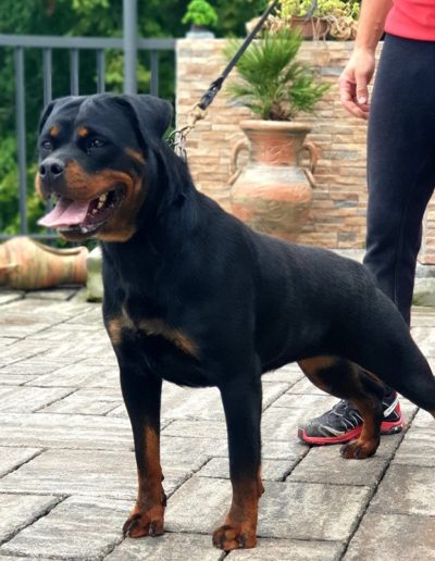 Nitra rottweiler femmina