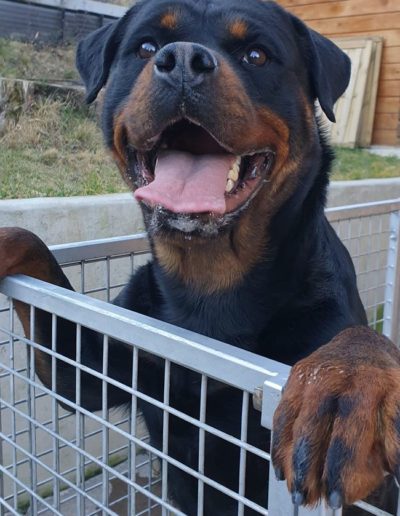 Nitra rottweiler femmina