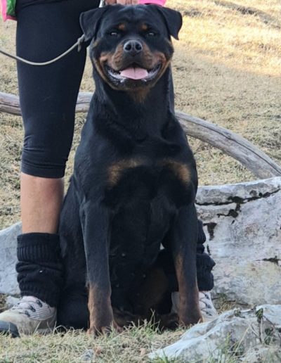 Nitra rottweiler femmina