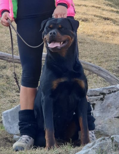 Nitra rottweiler femmina