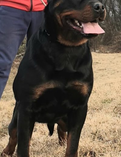 Nitra rottweiler femmina