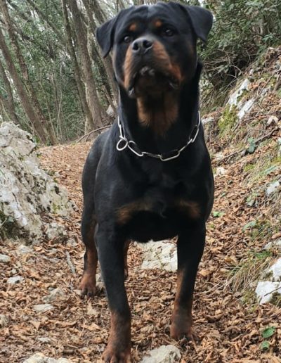 Nitra rottweiler femmina