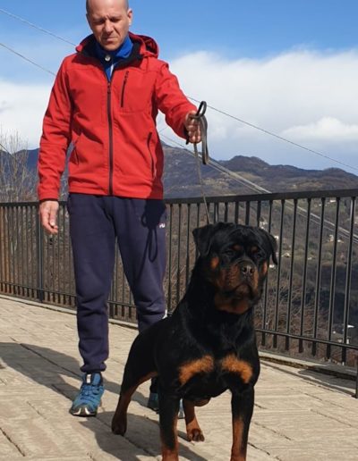 rottweiler - Allevamento Von der alter ego rott