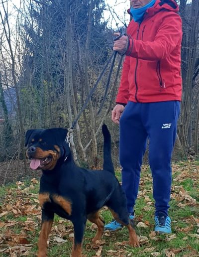 rottweiler - Allevamento Von der alter ego rott