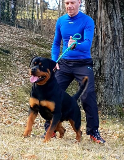 rottweiler - Allevamento Von der alter ego rott