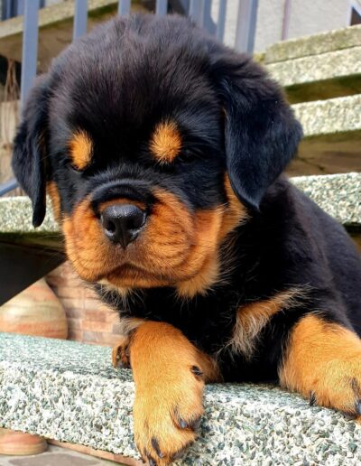 rottweiler cuccioli