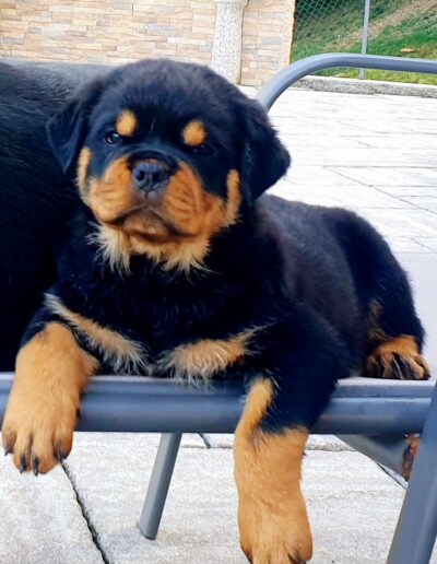 rottweiler cuccioli